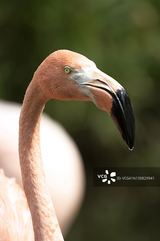 大红鹳图片素材