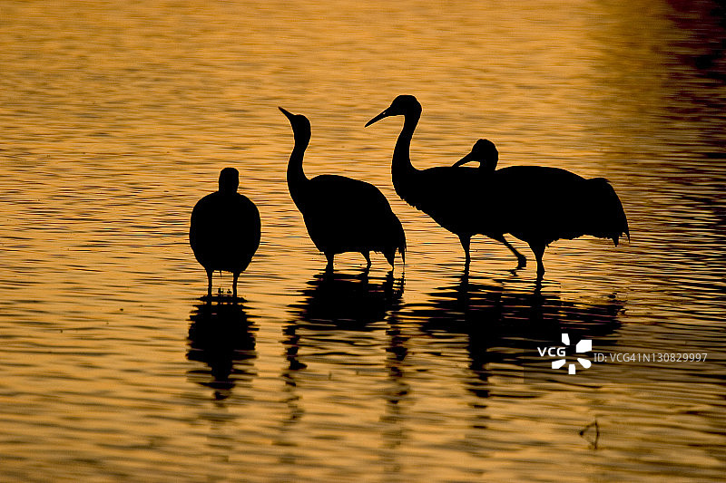 沙丘鹤，美国新墨西哥州博斯克德尔阿帕奇图片素材