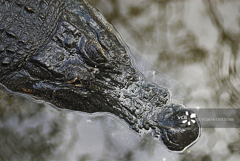 美国佛罗里达州奥兰多鳄鱼乐园中的美国短吻鳄图片素材