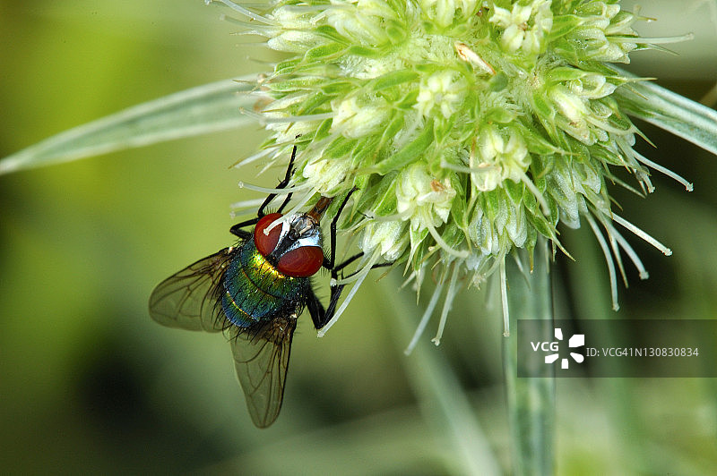 丝光绿蝇图片素材