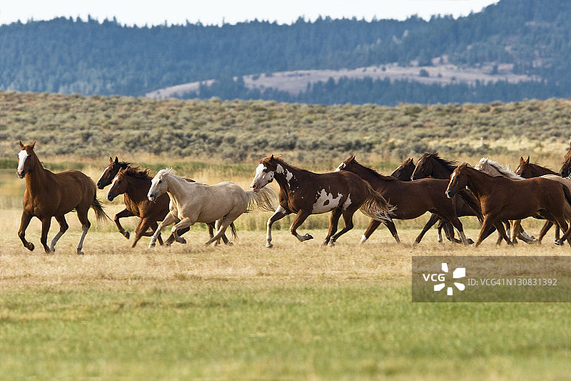 美国俄勒冈州狂野西部奔腾的骏马图片素材