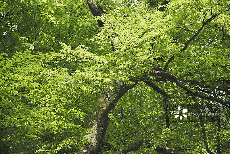 欧洲山毛榉或普通山毛榉的老树冠，带有新鲜树叶图片素材