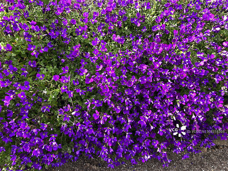 达尔马提亚风铃草图片素材