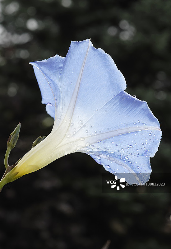 牵牛花的浅蓝色变种，带有露珠的花朵图片素材