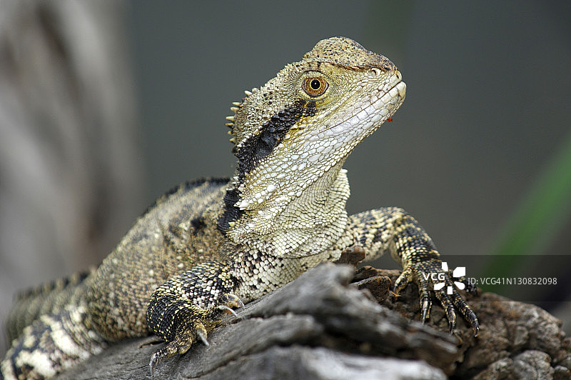 澳大利亚水龙（Physignathus lesueurii），澳大利亚图片素材
