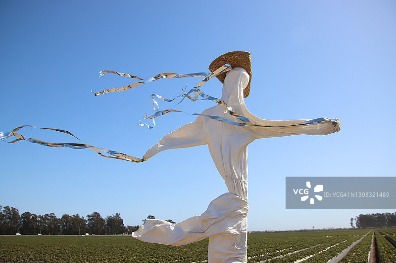 草莓田“稻草人”图片素材