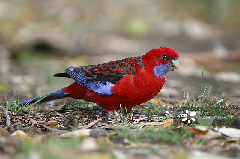 绯红鹦鹉（Platycercus elegans），澳大利亚图片素材