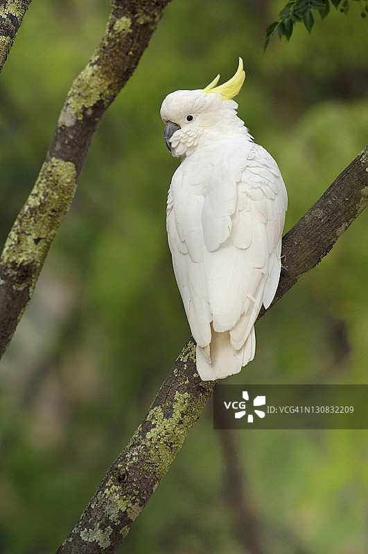 黄葵凤头鹦鹉(Cacatua galerita)，澳大利亚图片素材
