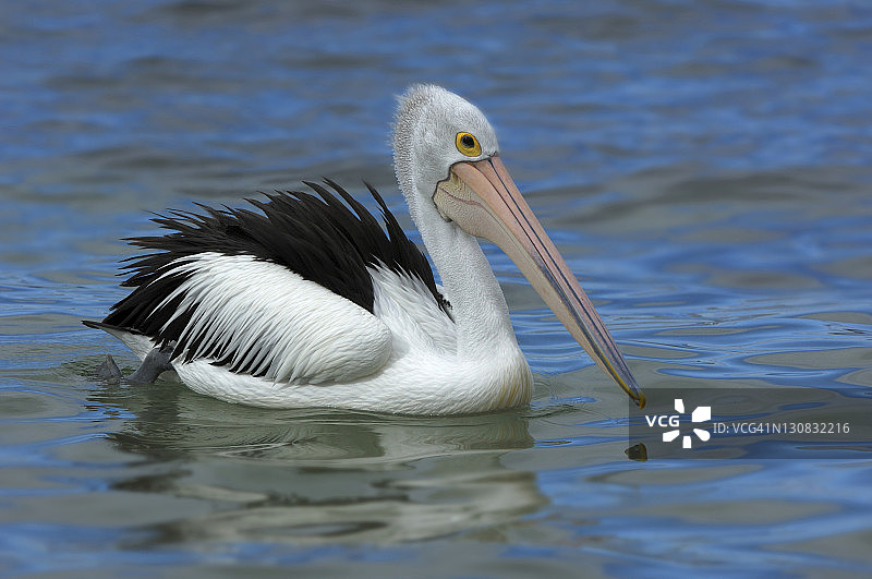 澳大利亚鹈鹕图片素材
