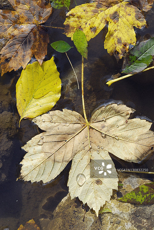 德国巴伐利亚秋季落叶水坑景观图片素材