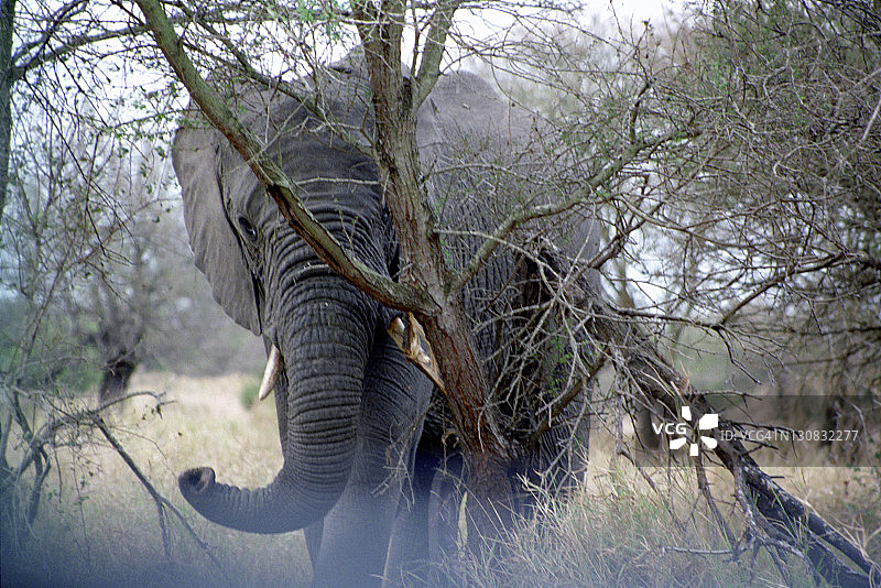 非洲象图片素材