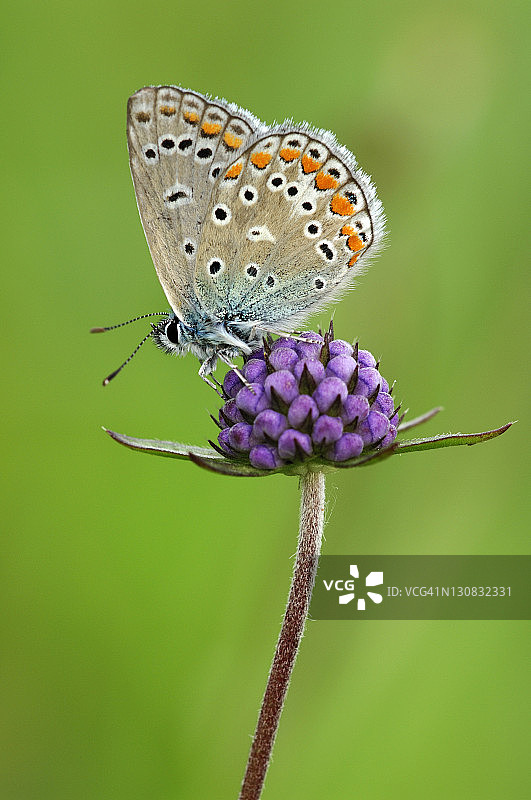 普通蓝蝴蝶（学名：Polyommatus icarus）图片素材