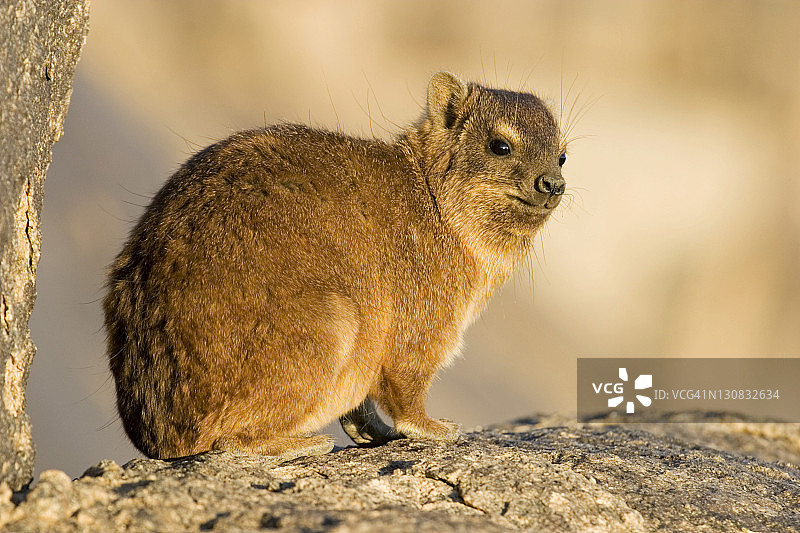 南非奥格拉比斯瀑布国家公园的岩石蹄兔图片素材
