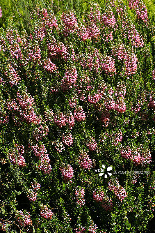 开花的康沃尔石楠品种St. Keverne图片素材