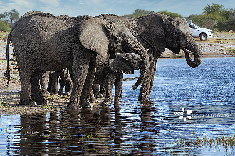 博茨瓦纳非洲象群饮水图片素材