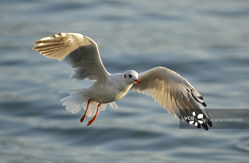 飞行中的黑头鸥图片素材