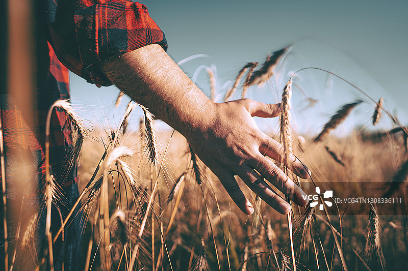 农民的手触摸小麦图片素材