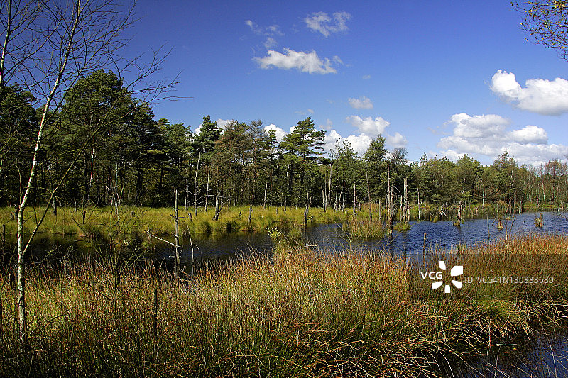 秋季吕讷堡石楠草原的沼泽地-皮茨莫尔自然保护区图片素材