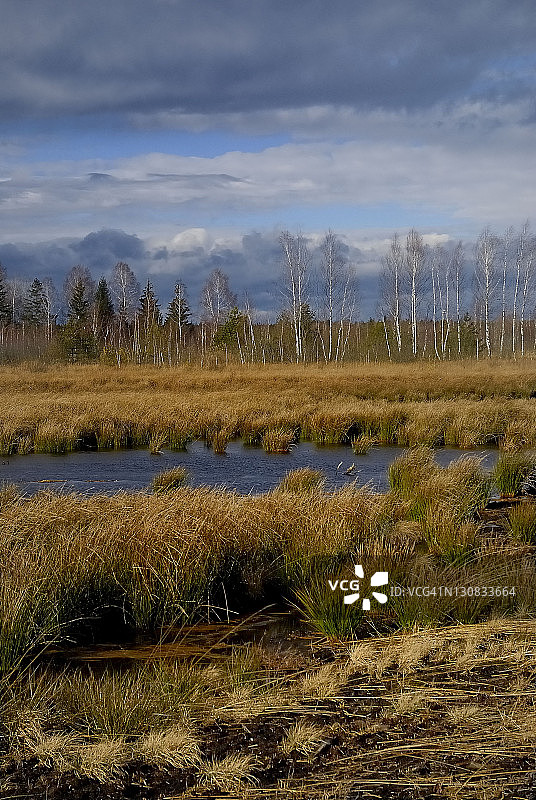 秋季狂风席卷德国劳布林泥炭沼泽湿地图片素材