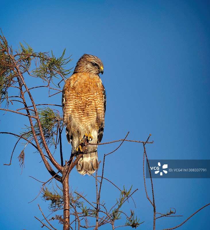 红肩鹰在高处寻找猎物图片素材