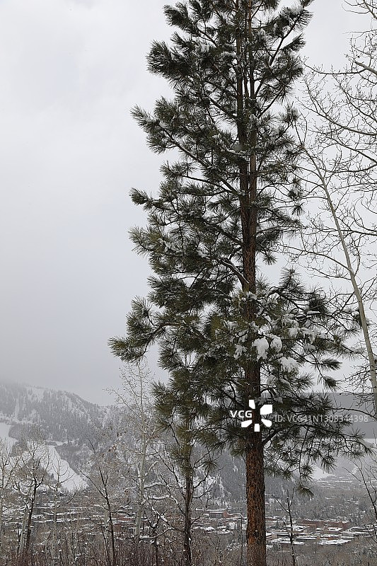 暴风雪景观中的树图片素材