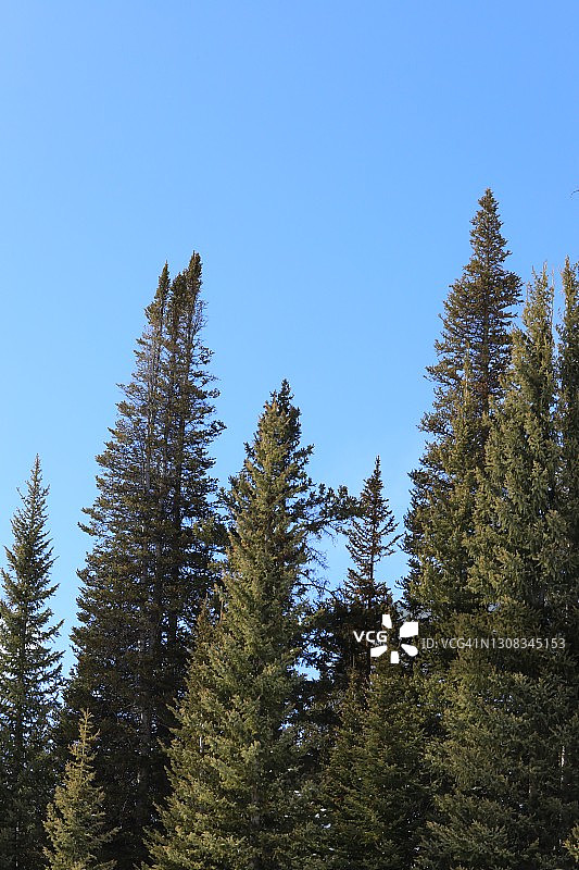 晴朗天空下的高大细长的松树图片素材