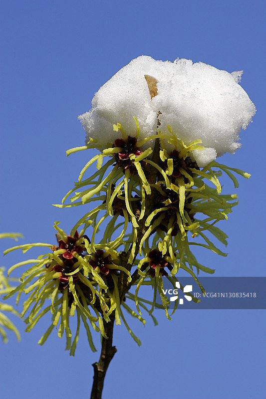 金缕梅灌木图片素材