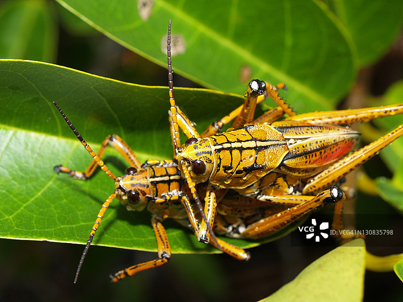 正在交配的东部lubber蚱蜢图片素材