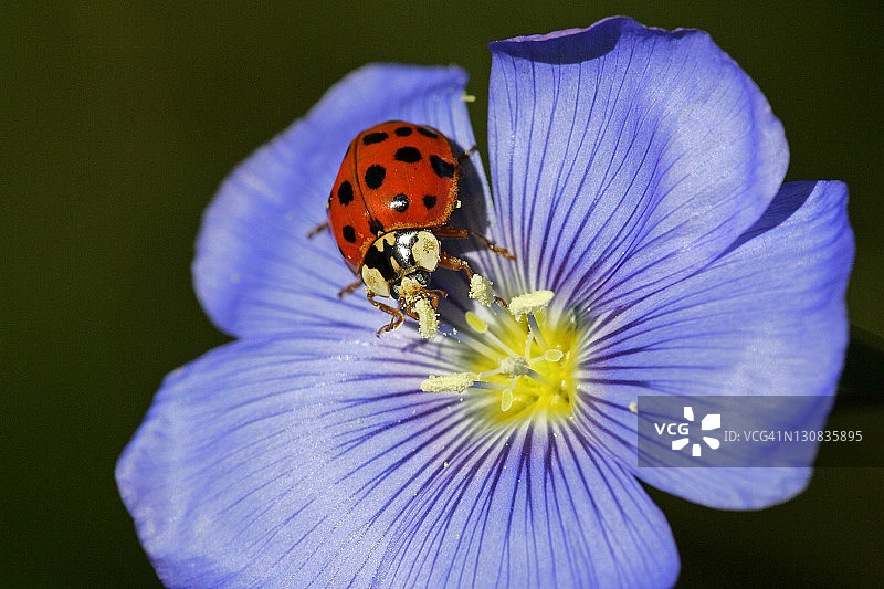 蓝亚麻花上的彩色亚洲瓢虫图片素材