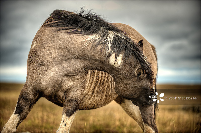 巴西南里奥格兰德州潘帕斯草原上的克里奥罗马图片素材