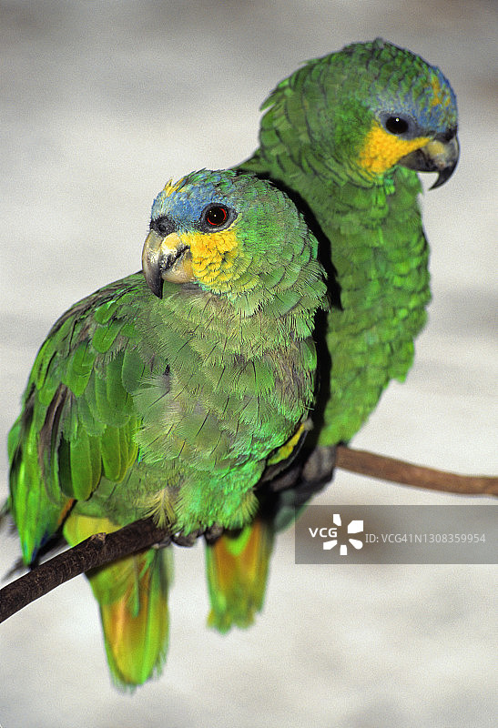 绿亚马逊鹦鹉特写，巴西亚马逊州图片素材