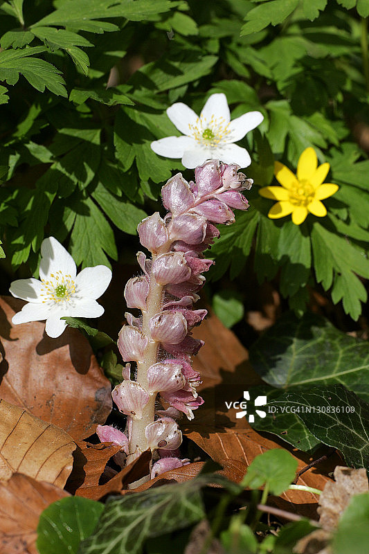 齿鳞草与白头翁和毛茛图片素材