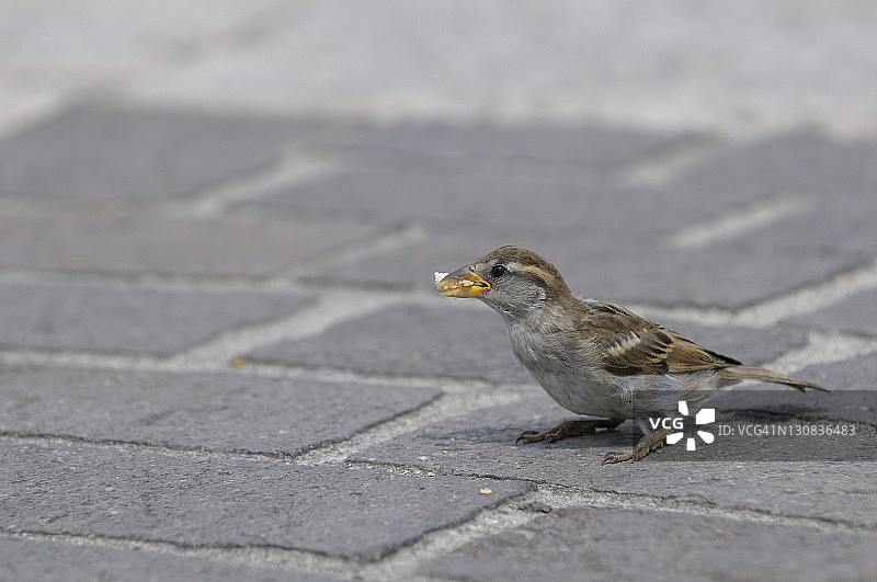 家麻雀觅食图片素材