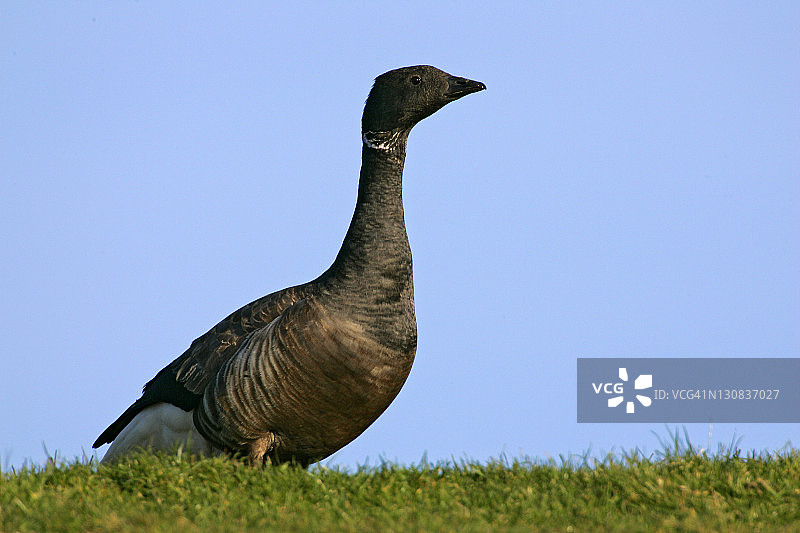 在堤坝顶端站立的警惕黑雁(Branta bernicla)图片素材