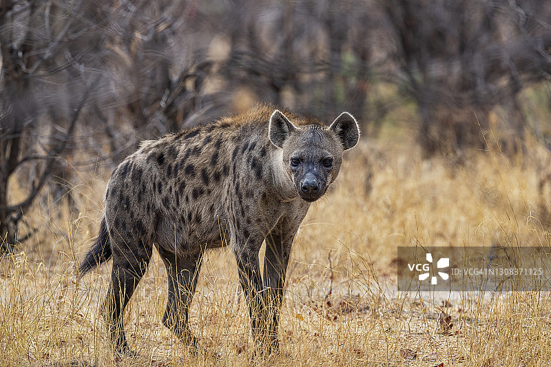 博茨瓦纳奥卡万戈的斑鬣狗图片素材
