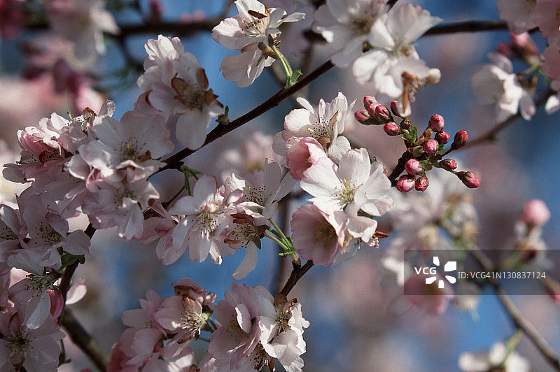 樱花（Prunus x yedoensis）图片素材