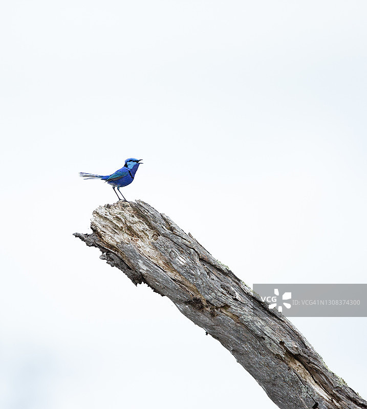 雄性丽辉细尾鹩莺图片素材