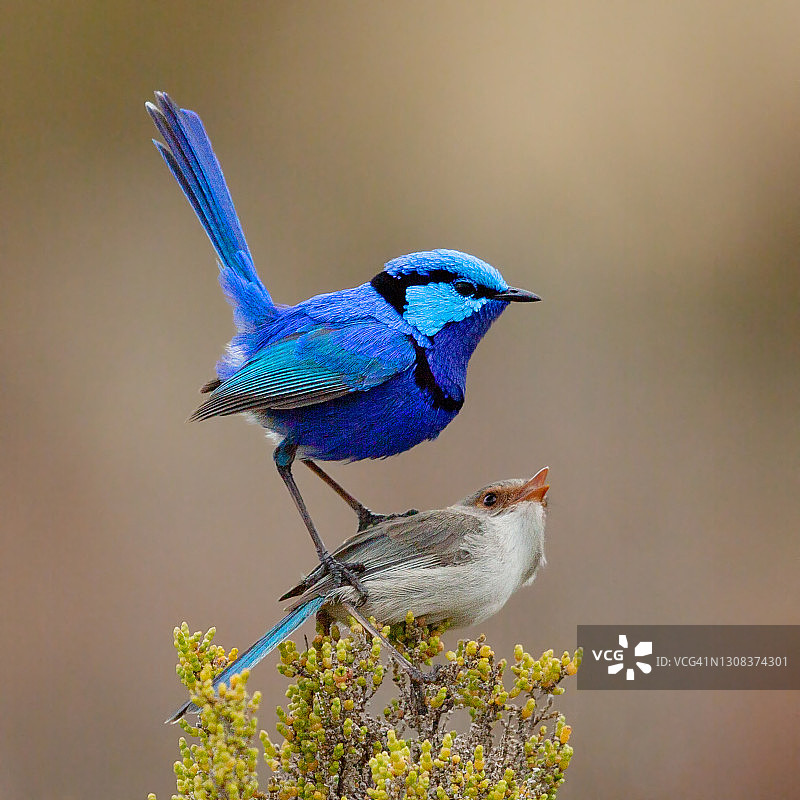 美丽的细尾鹩莺求偶图片素材