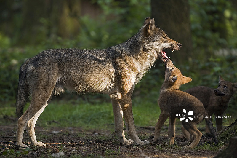 欧洲狼和幼崽图片素材