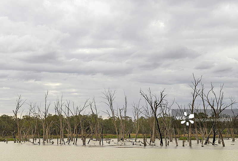 澳大利亚默里河畔被洪水淹没的枯树图片素材