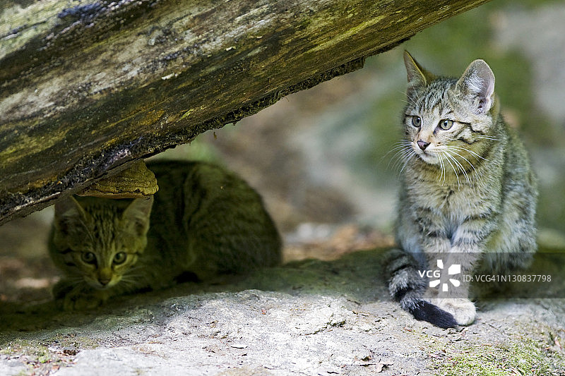 欧洲野猫幼崽，巴伐利亚森林图片素材