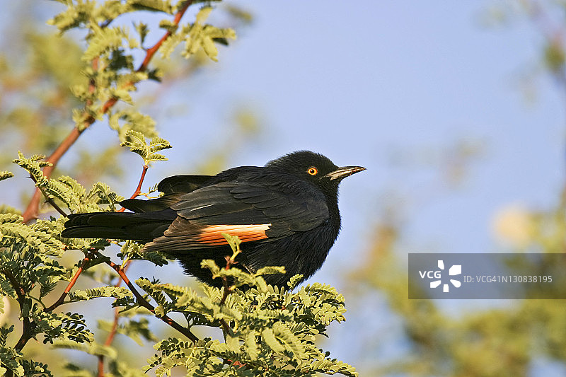 非洲红翅椋鸟，纳米比亚，非洲图片素材