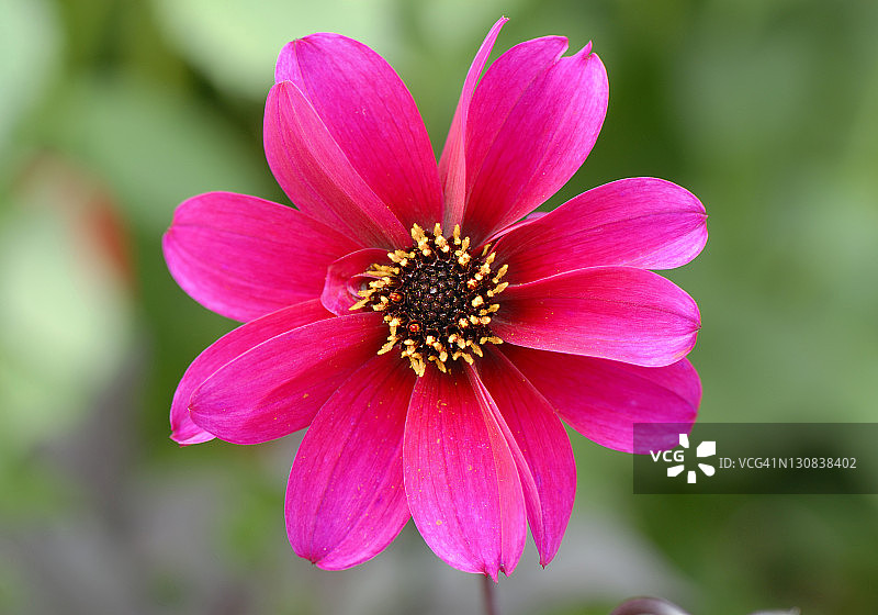 大丽花，加拿大温哥华岛布查特花园图片素材