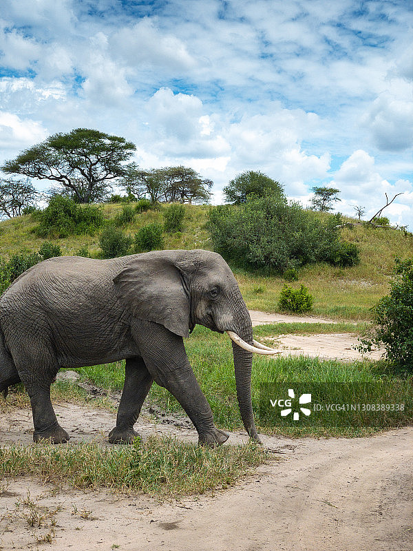 塔兰吉雷国家公园里的大象图片素材