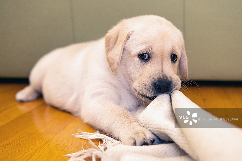 正在啃地毯的拉布拉多幼犬图片素材
