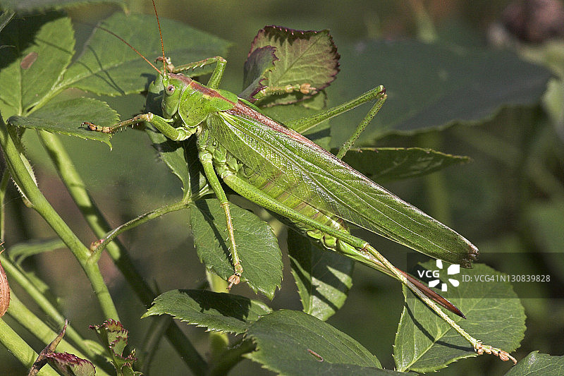 绿色大草螽图片素材