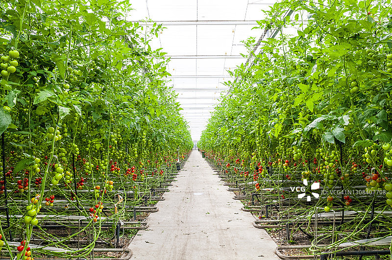 温室番茄植株上新鲜成熟的番茄图片素材