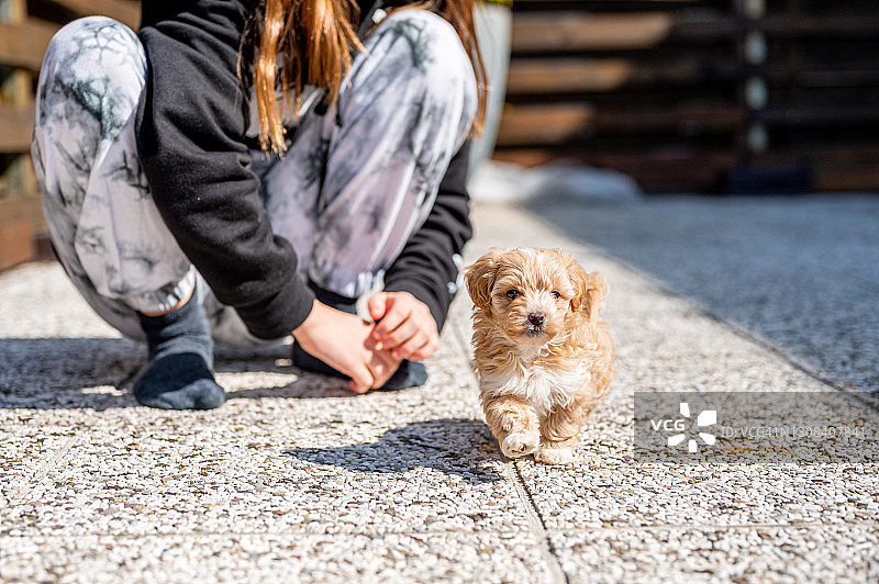 户外抱着可爱Maltipoo幼犬的小女孩图片素材