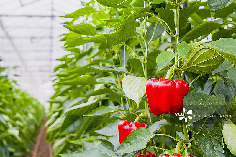 温室里生长的绿色甜椒、辣椒图片素材