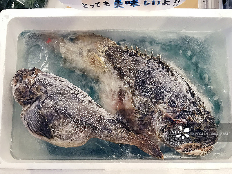 杜父鱼图片素材